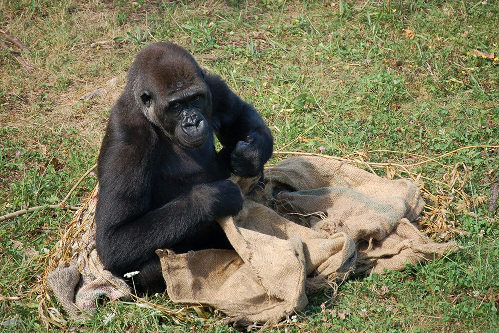 Imagen de un gorila en el Parque de la Naturaleza de Cabárceno.