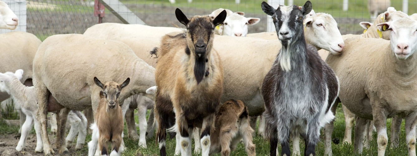 El contacto con cabras es un factor de riesgo de infecciones parasitarias para las ovejas.