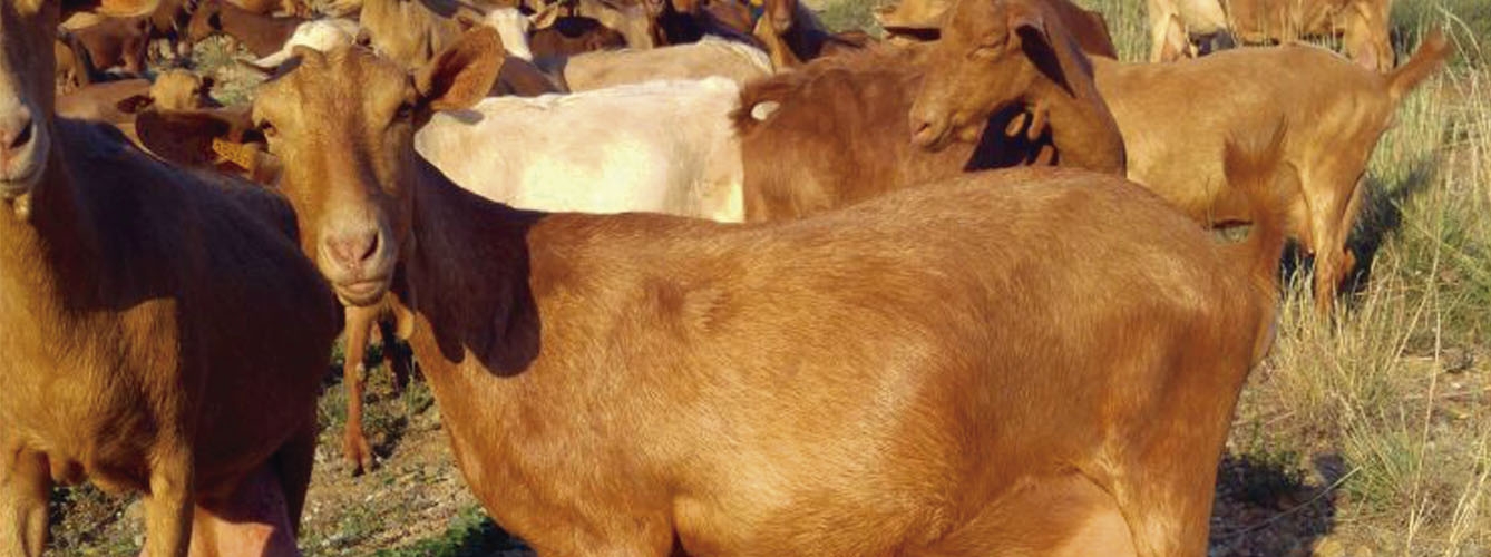  Los ganaderos piden mejoras para erradicar la tuberculosis caprina