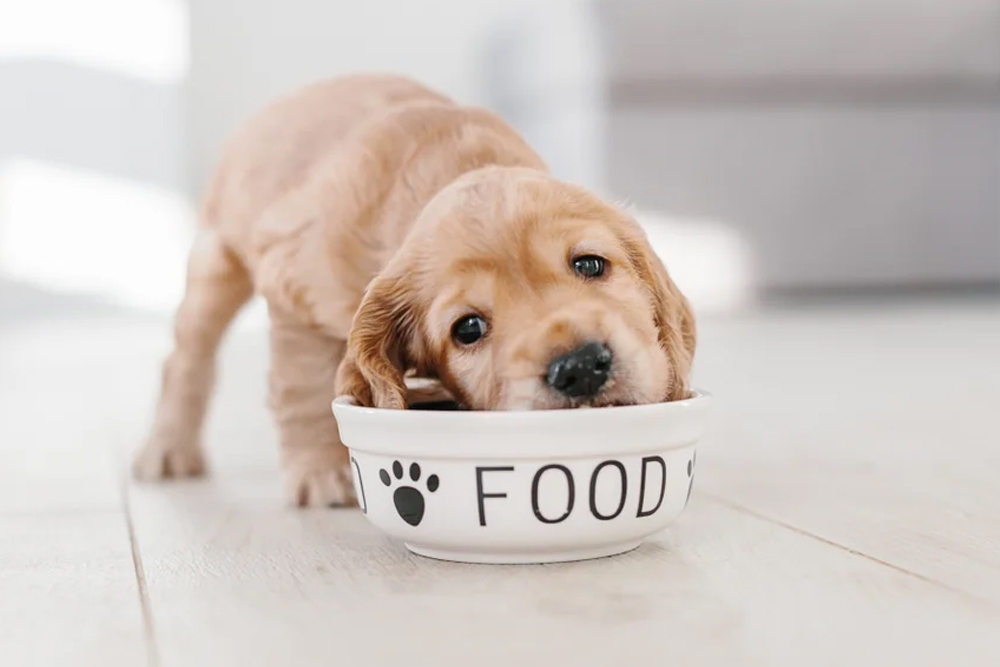 Hay diferencias en las necesidades nutricionales de los cachorros de razas grandes y de razas pequeñas. 