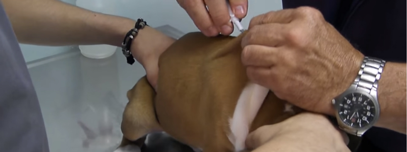 El veterinario presuntamente realizó un implante del microchip fraudulento. 