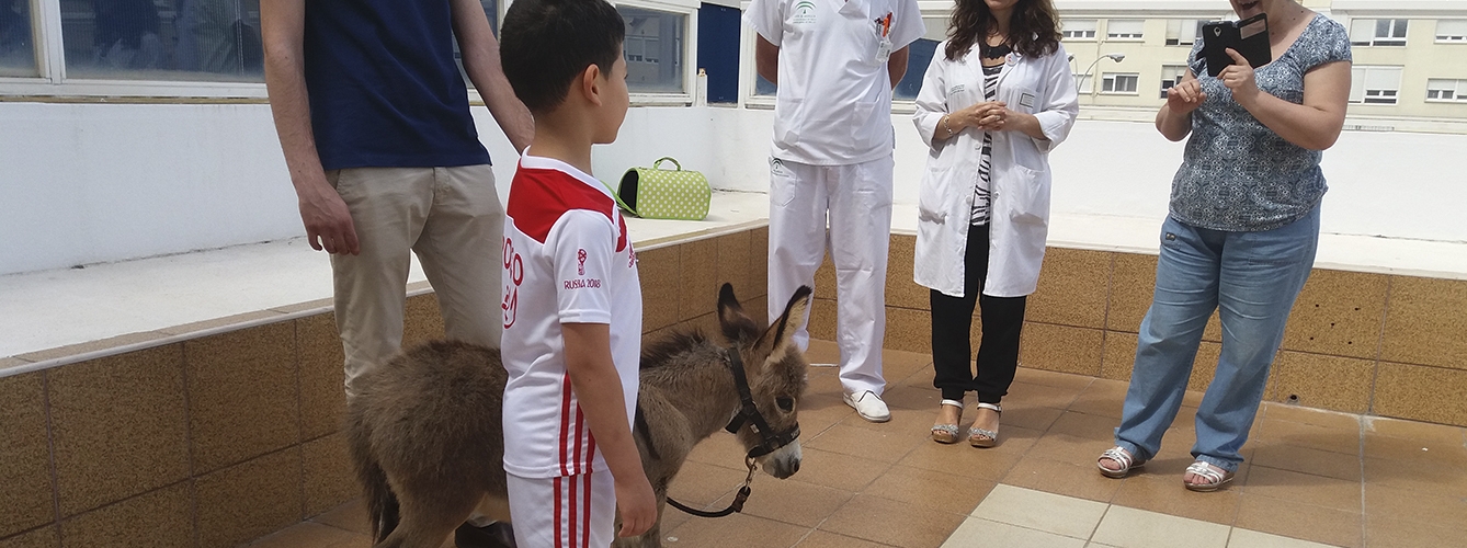 Un burro y un conejo visitan a niños ingresados en un Hospital de Cádiz