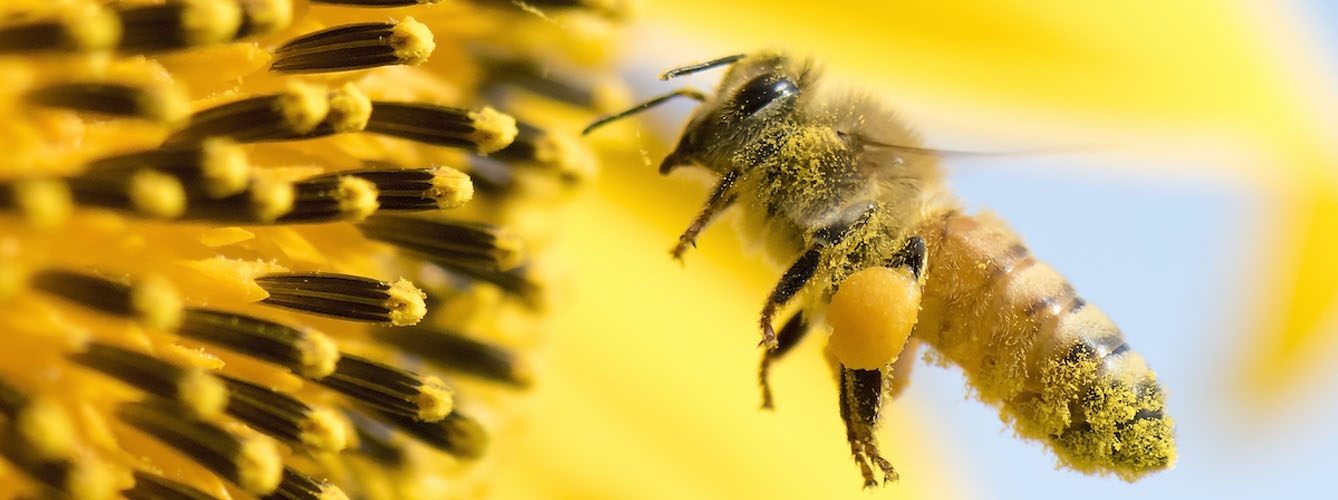 La varroa es el mayor problema de la apicultura mundial.