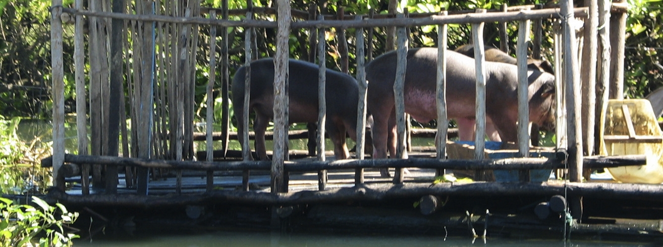 Cerdos en una jaula improvisada en Camboya.