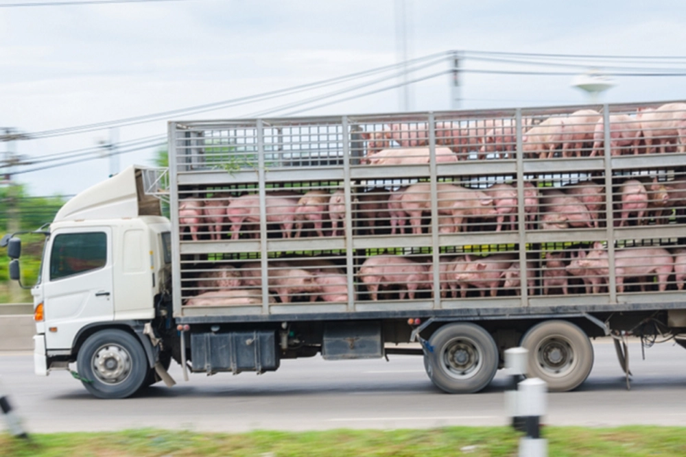 La Efsa ha evaluado el riesgo de propagación de la resistencia a los antimicrobianos entre las aves de corral, los cerdos y los bovinos durante el transporte entre explotaciones o hacia los mataderos.