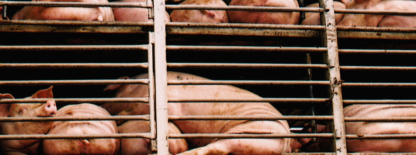 COAG pide medidas a la UE contra la peste porcina