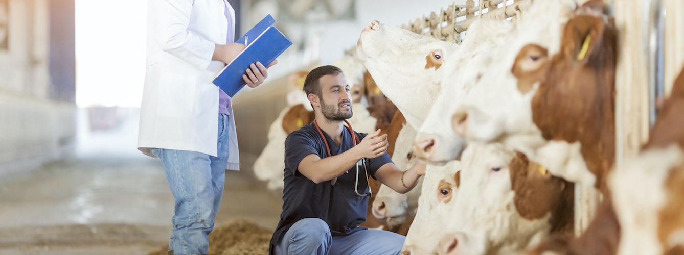 Los veterinarios asesoran y orientan a los ganaderos sobre todo lo que necesitan sus animales.
