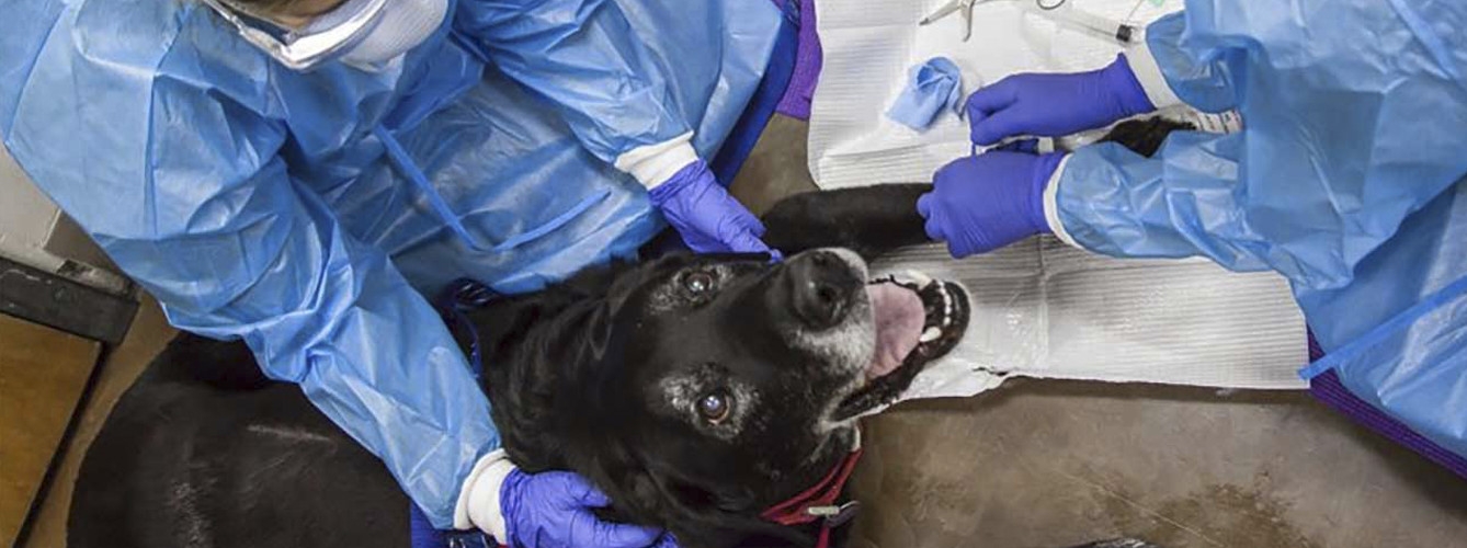 Pacientes veterinarios oncológicos en tiempos de confinamiento