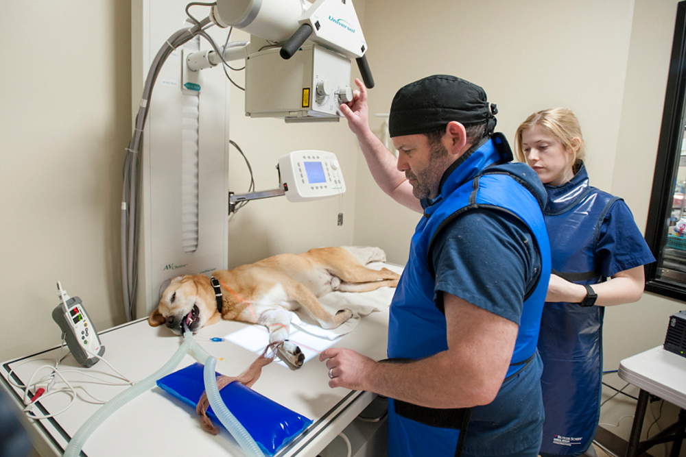 El sector veterinario apuesta por ofrecer a los profesionales de la salud animal la mayor cantidad de opciones de tratamiento, favoreciendo la disponibilidad de medicamentos diseñados específicamente para sus pacientes.