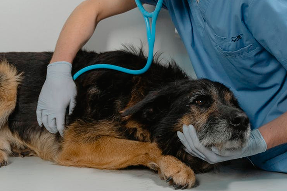 El análisis de orina fue el más eficaz para distinguir el carcinoma urotelial en perros.
