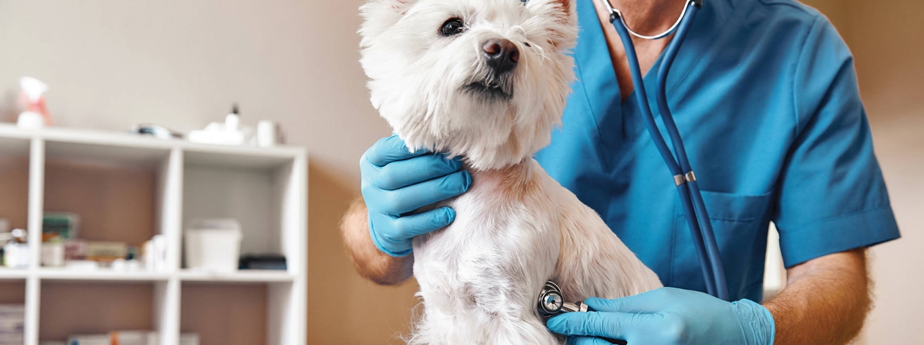 El 10% de los perros que se presentan en centros de primera opinión tienen enfermedad cardiaca.
