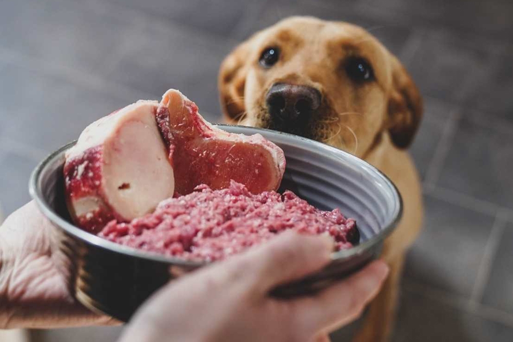Los propietarios que eligen carne cruda tienden a buscar información dietética en fuentes distintas a su veterinario.