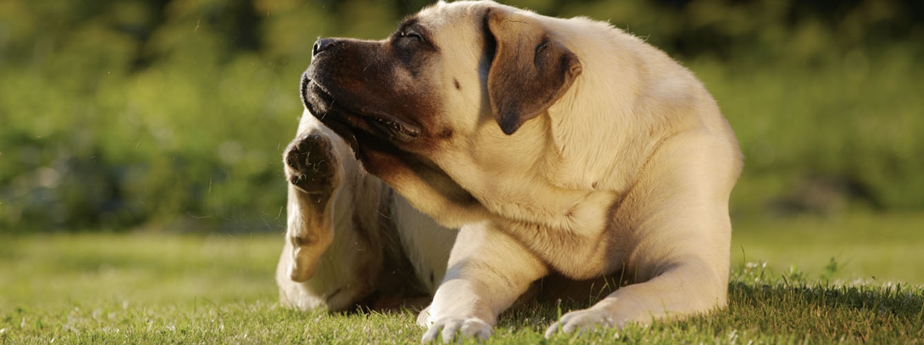 Las alergias pueden generar caspa en los perros