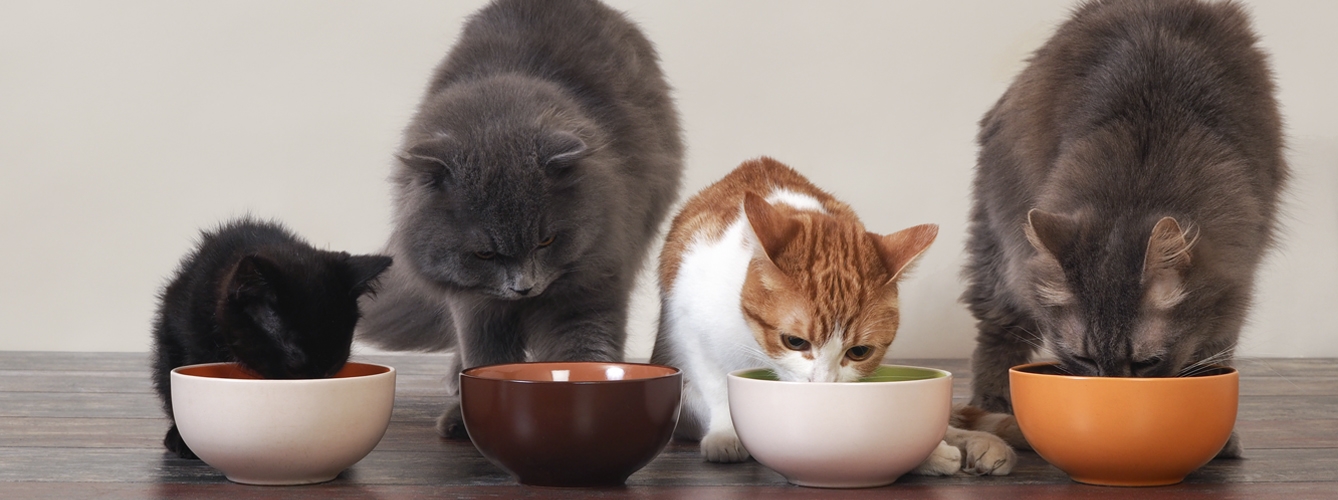 Purina retira alimento para gatos por contener trazas de goma