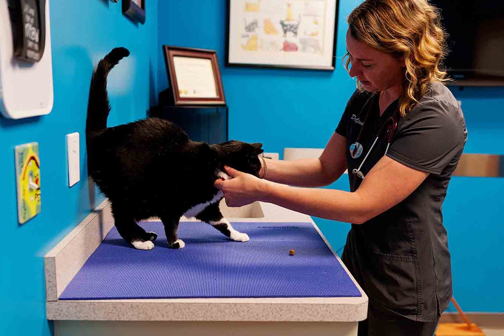 La experiencia del gato en la clínica cat friendly incluye la interacción con los miembros del equipo veterinario.
