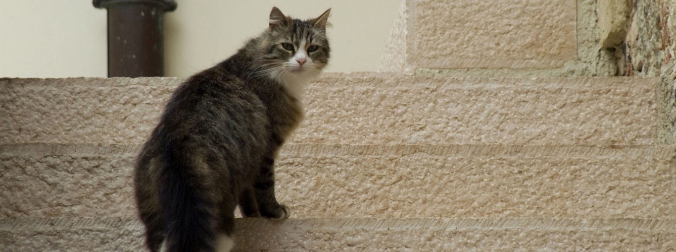 La ciencia demuestra que los gatos reconocen su nombre