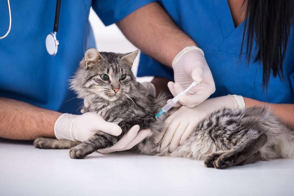 La Federación Europea de Veterinarios de Animales de Compañía (FECAVA) ha difundido la actualización de la guía ABCD sobre la rabia en gatos.