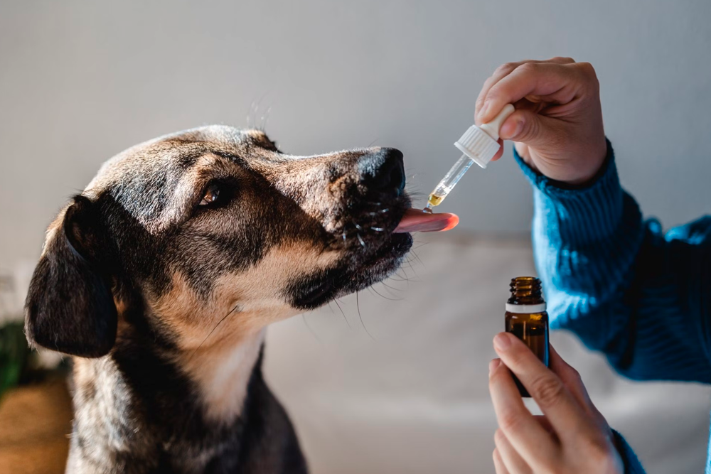 Los investigadores agregarán aceite de CBD al protocolo estándar utilizado para controlar el dolor posoperatorio en perros.
