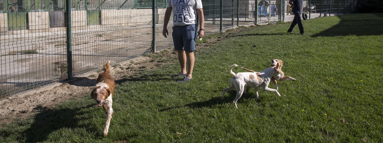 El Centro de Atención a Animales del Ayuntamiento de Pamplona no realizará campaña antirrábica este año tras ser suspendida por el Gobierno de Navarra.