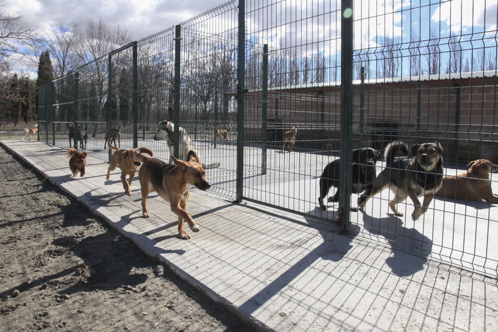 El informe remarca la baja representación de perros de raza pura en los centros de protección animal de Madrid.