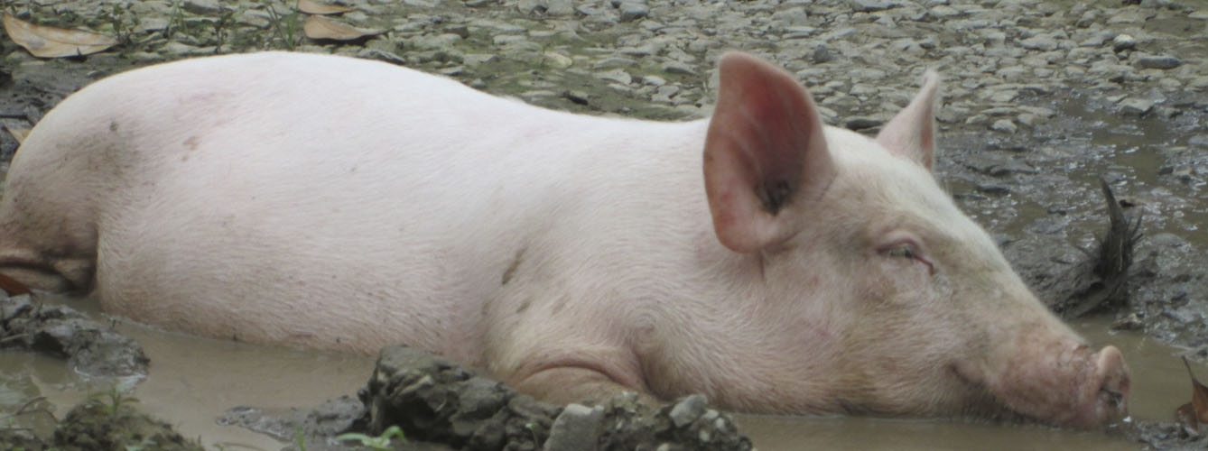Una modificación genética muestra eficacia contra el PRRS porcino