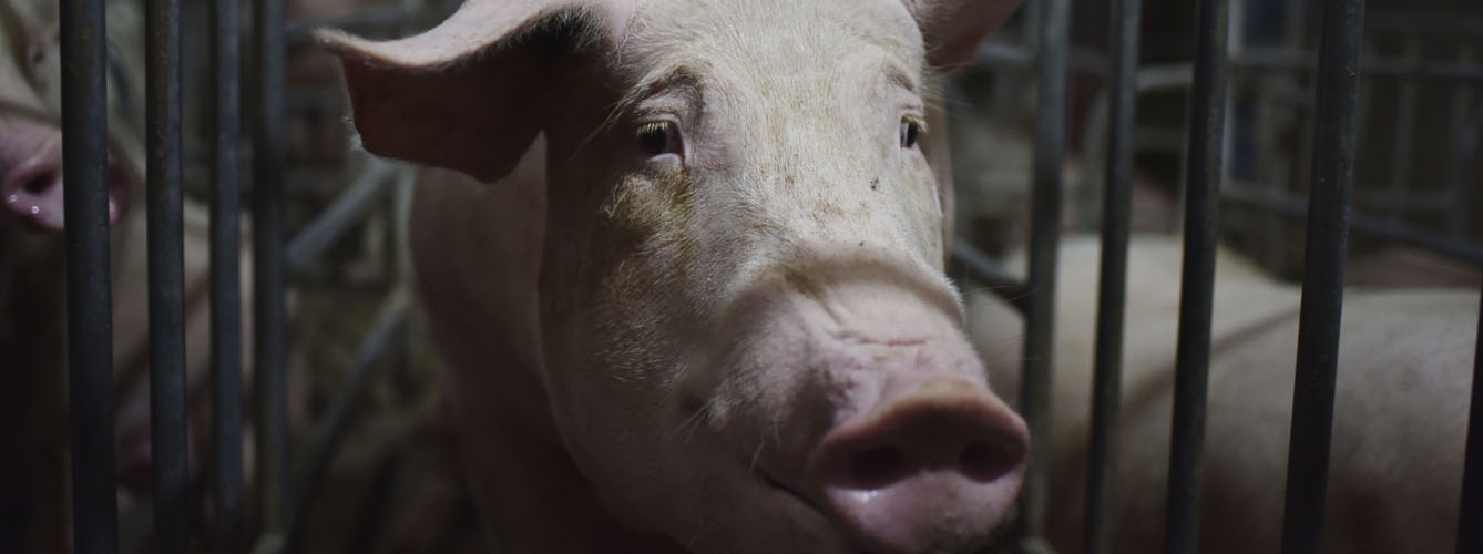 La Peste Porcina Africana sigue avanzando por China