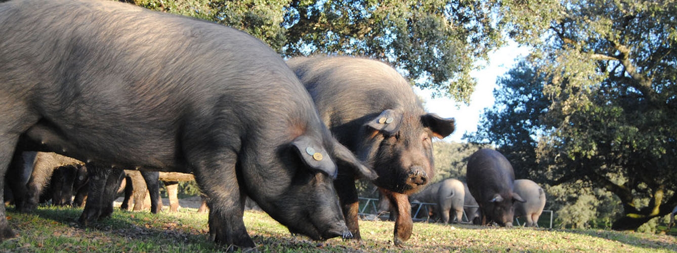 España avanza en un método más bioseguro en el sacrificio de porcino