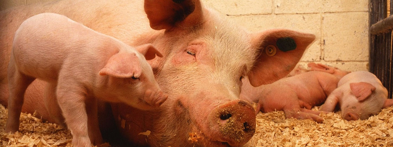 El sector porcino logra reducir un 50% las emisiones de amoniaco