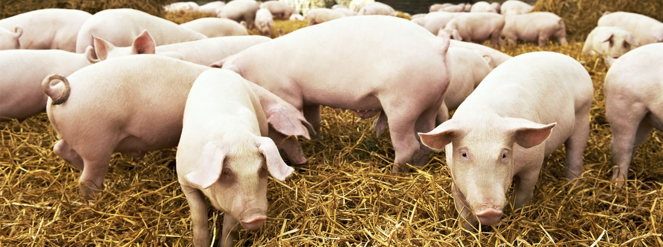 Proponen medidas de bioseguridad para evitar la peste porcina africana