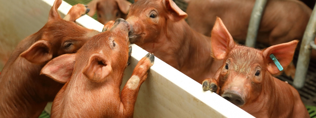 Los sistemas de información geoespacial han sido utilizados para evitar el contagio de enfermedades animales en granjas de cerdos y explotaciones avícolas. 