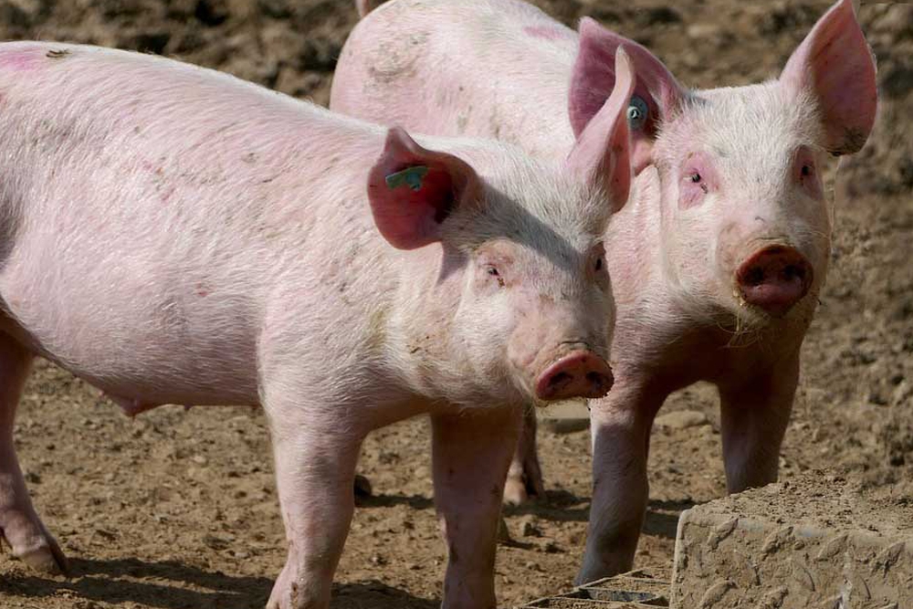 Se han estudiado explotaciones tanto de cerdo blanco como de ibérico.