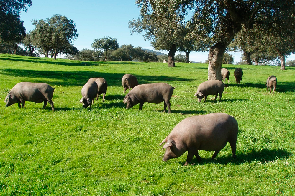 La presencia de triquina en jabalíes parece no suponer un riesgo de exposición para los cerdos ibéricos, a pesar de compartir hábitat.