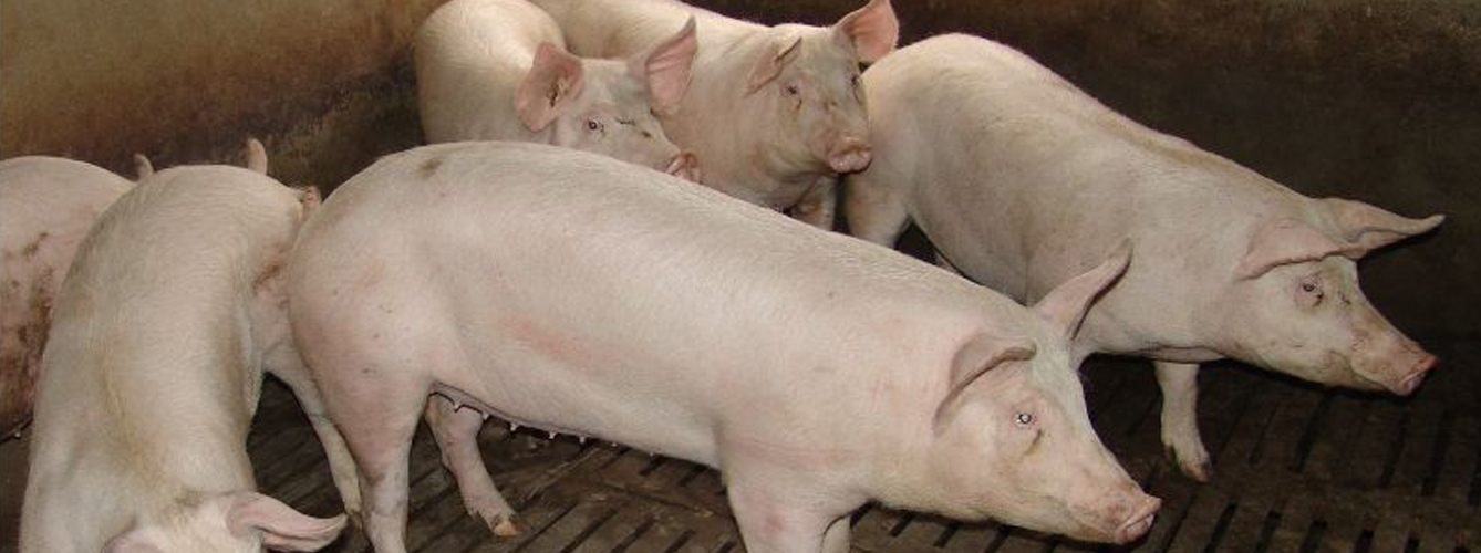 Un aspecto del proyecto ha sido el estudio de distintos indicadores y mediciones del comportamiento en cerdos para explorar cómo éstos se vinculan con la eficiencia alimentaria.