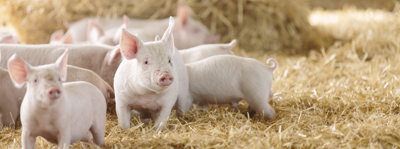 El informe del Tribunal de Cuentas Europeo resalta la "significativa" reducción del uso de la colistina por parte del sector porcino español.