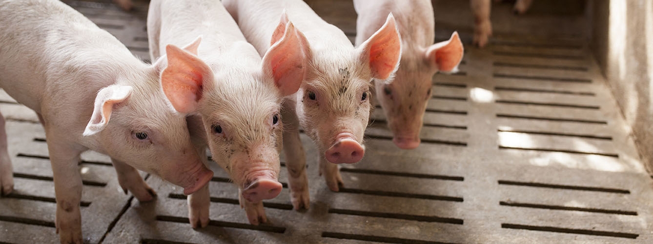 Han analizado la inmunidad de los cerdos frente al síndrome respiratorio y reproductivo porcino. 
