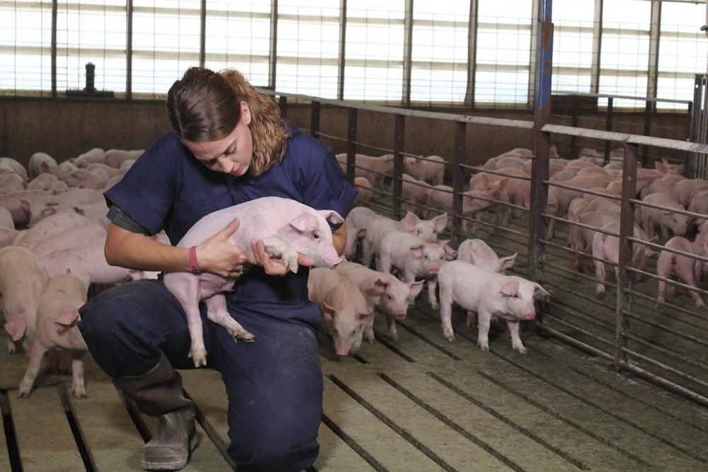 SensiTrack y Zoetis VetCloud son dos soluciones innovadoras para el manejo de la resistencia a los antibióticos en porcino.
