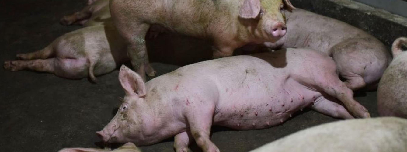 Detectan un foco de peste porcina clásica en Brasil
