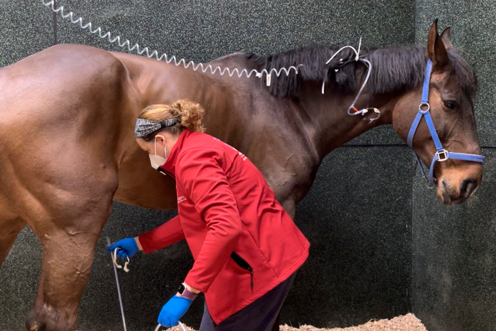 Imagen de un caballo hospitalizado durante un brote de herpesvirus equino-1 en España.