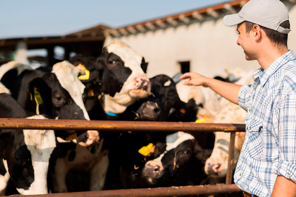 Ceva Salud Animal continúa con su compromiso con concienciación sobre la fiebre Q y la importancia de su control en el ganado vacuno.