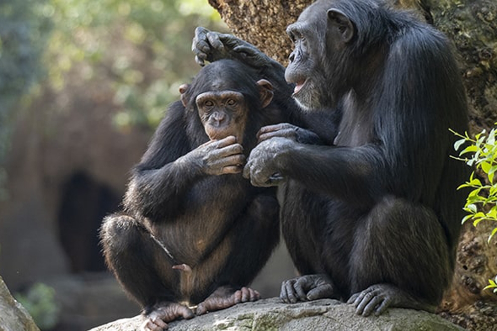 El chimpancé es una especie en grave peligro de extinción.