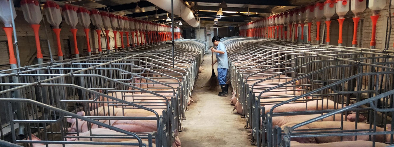Imagen de una granja de cerdos en China.