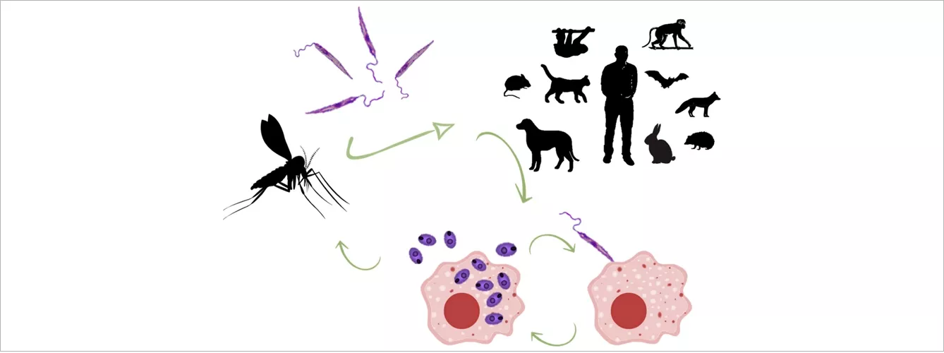 Ciclo de vida de Leishmania y algunos de los animales salvajes que se infectan con el parásito.