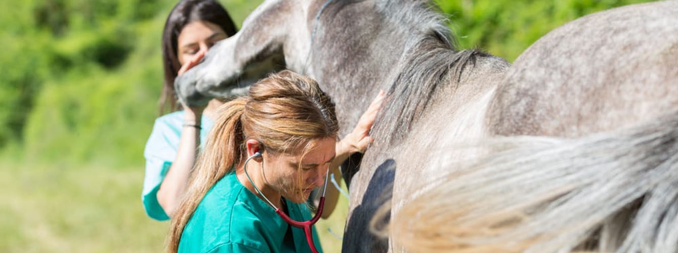 Lanzan una guía veterinaria para detectar el cólico equino