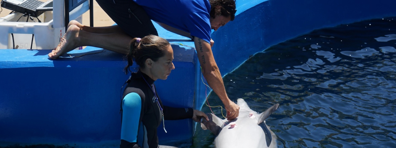 Colocación de los sensores a uno de los 11 delfines participantes en la investigación. Foto: Fundación Oceanogràfic.
