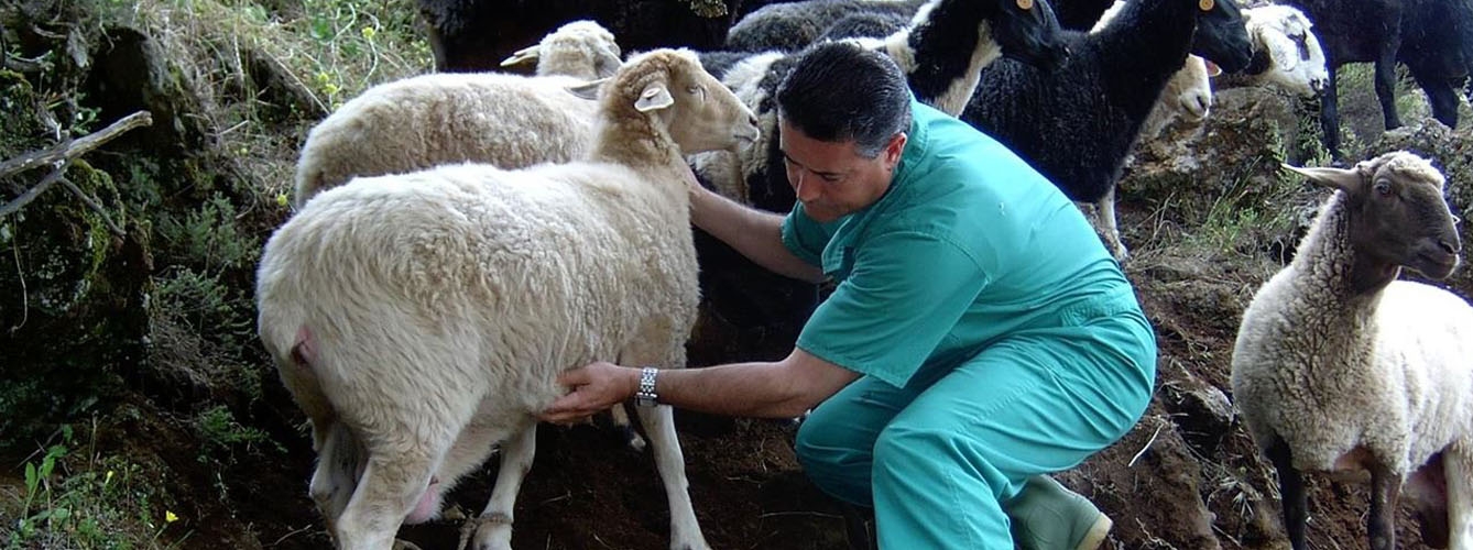 Andalucía destina cuatro millones de euros para la sanidad animal