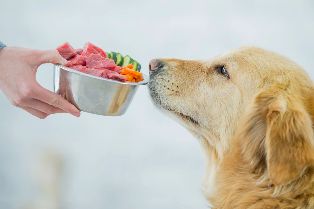 a perros con carne cruda se asocia con mayor presencia de bacterias resistentes a antibióticos