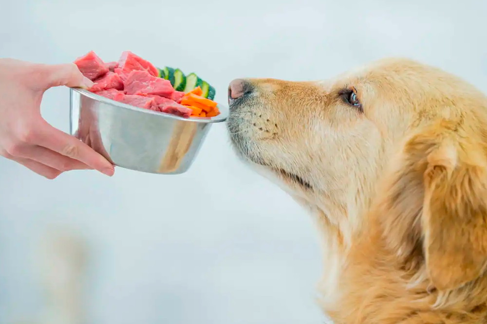 El 38% de los encuestados declaró que sus perros se alimentaban exclusivamente con dietas no convencionales.