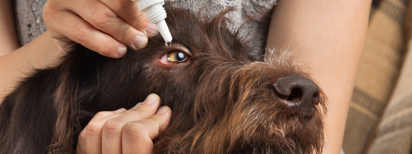 siglo Tierras altas instalaciones Cómo aplicar correctamente un tratamiento en los ojos de una mascota?