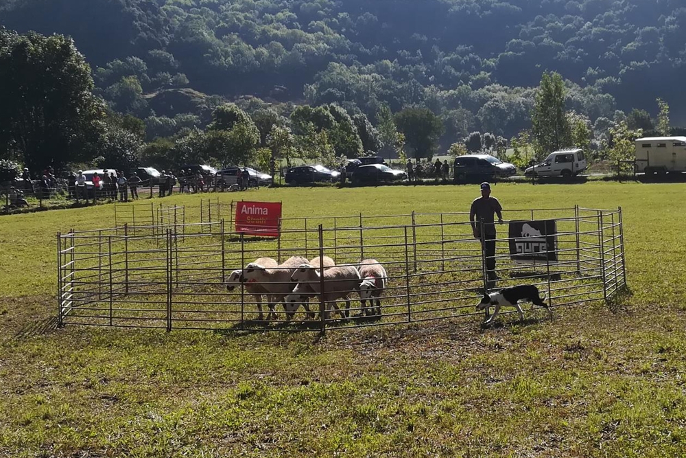 El Gure Sheepdog Trial consiste en una serie de pruebas donde los pastores y sus perros compiten por ver qué equipo realiza el mejor trabajo.