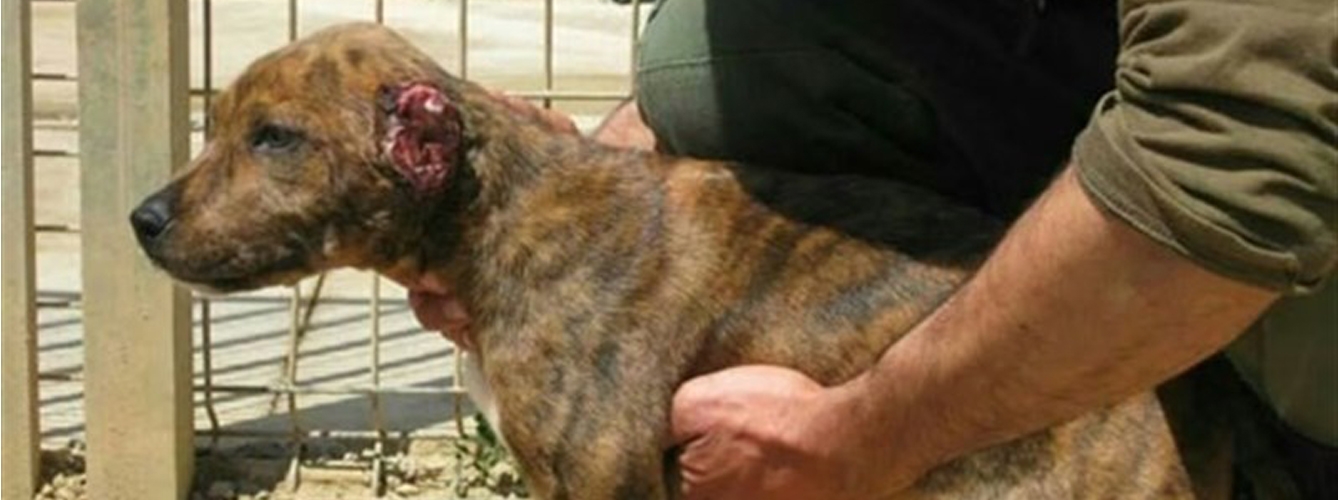 Pena de prisión para un hombre que mutiló las orejas a 30 perros